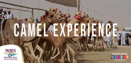 Camel Racing (4 Hours)