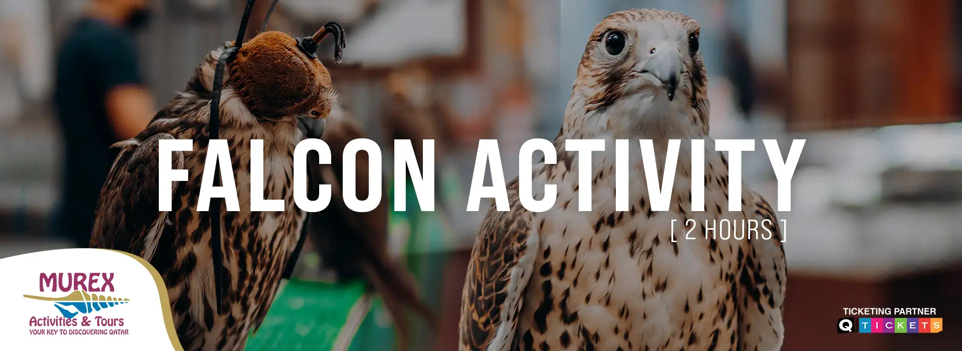 Falcon Activity (2 Hours)